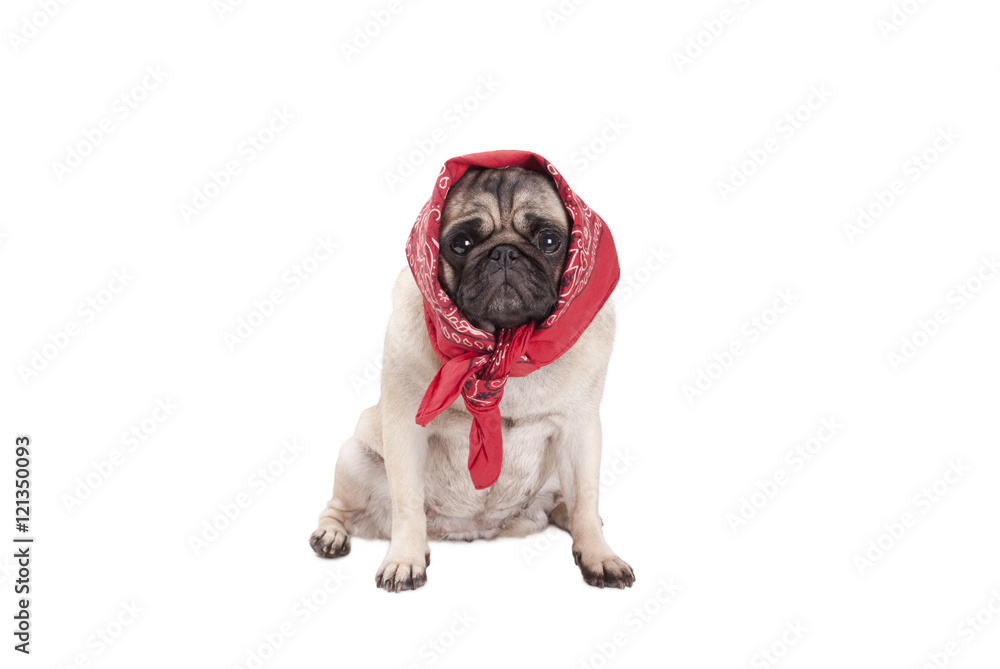 adorable cute pug dog puppy with western scarf around head, looking like a babushka, isolated on white background