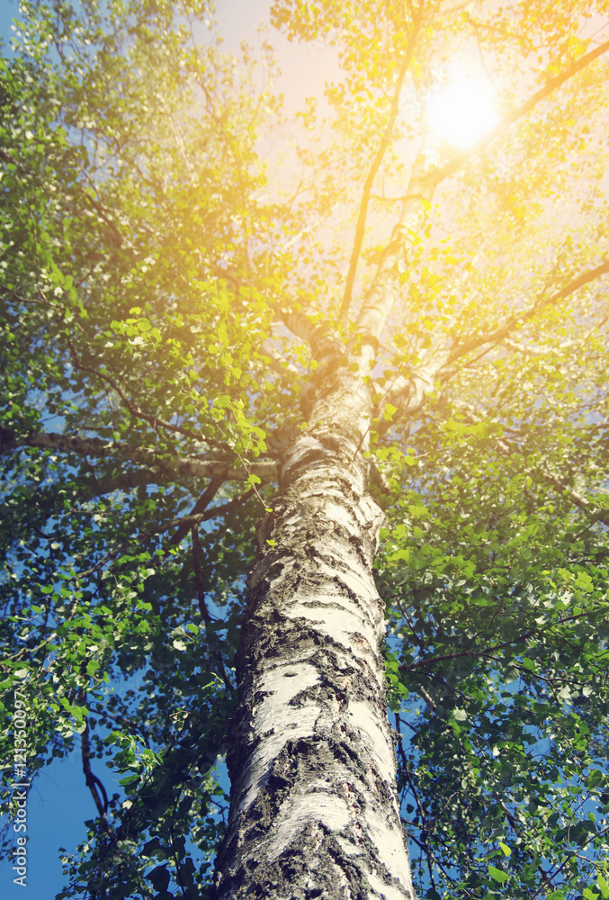 Fototapeta premium birch tree foliage in morning light with sunlight