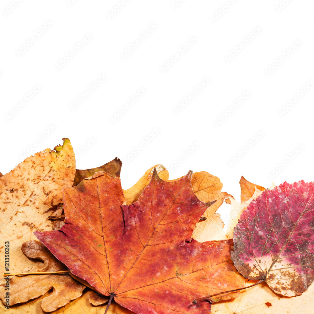 leaf litter below and blank space above leaves leaf litter below and blank space above leaves