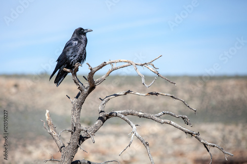 Black bird on a dead tree