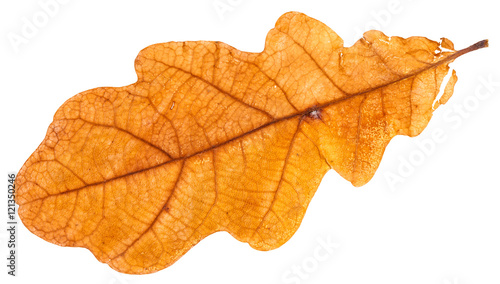 yellow dried leaf of oak tree isolated on white