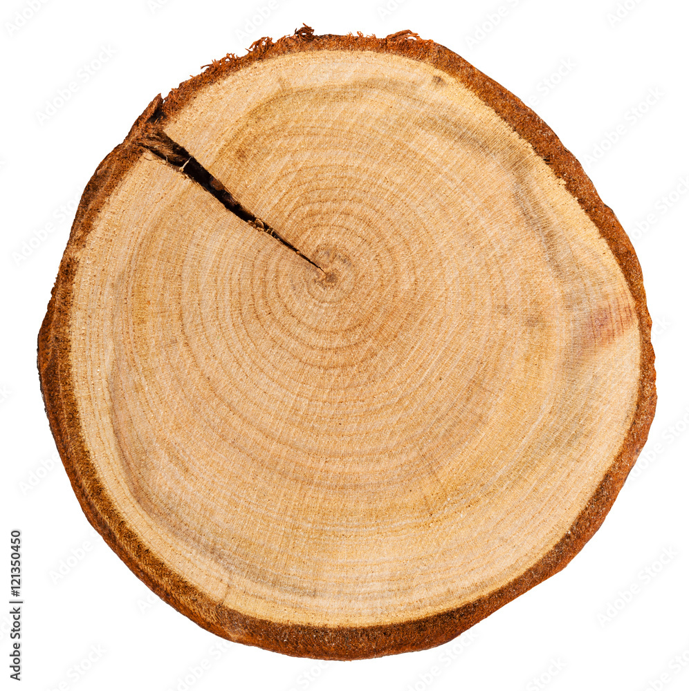 cross section of plum tree trunk isolated cross section of plum tree trunk isolated
