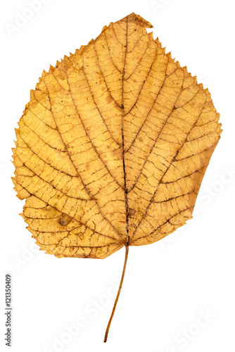yellow autumn leaf of linden isolated