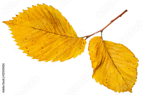 twig with yellow autumn leaves of elm tree
