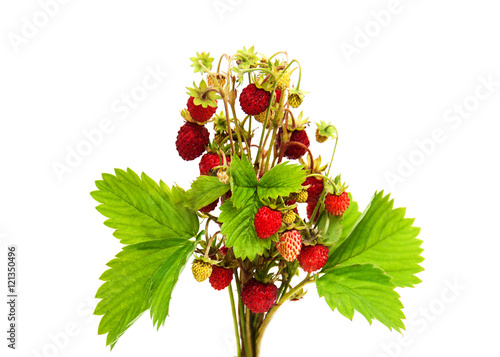 bunch of wild strawberry