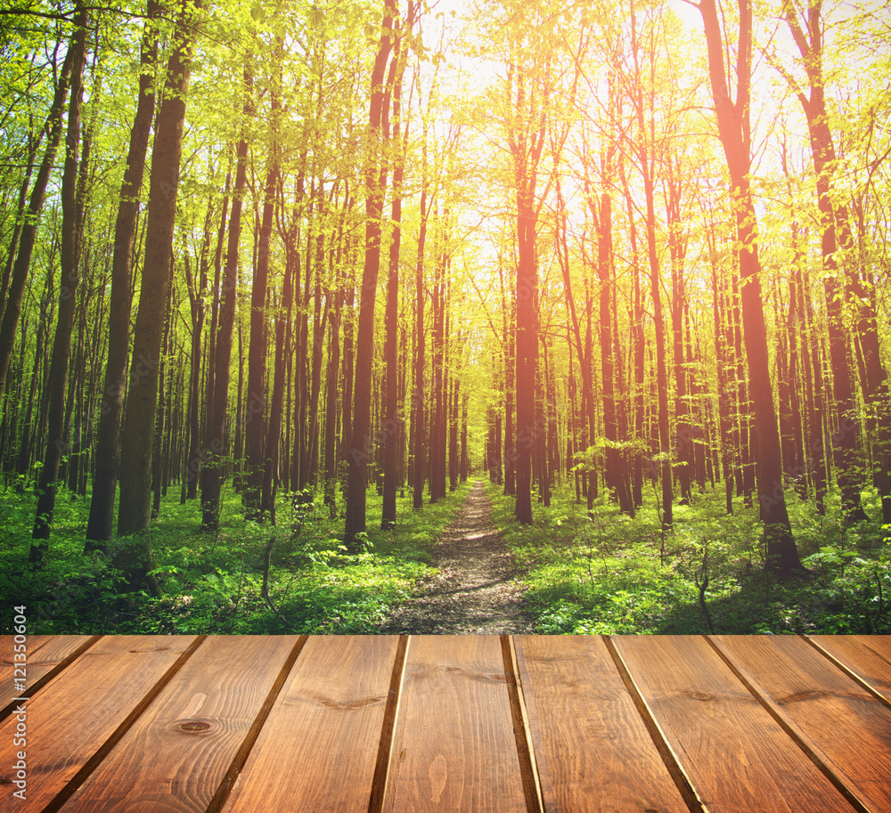 forest. Beauty nature background forest. Beauty nature background