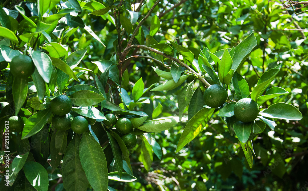 Green oranges on a fruit tree