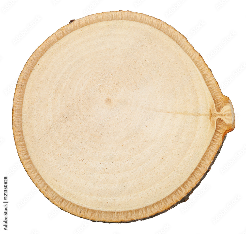 Obraz premium cross section of birch tree trunk isolated