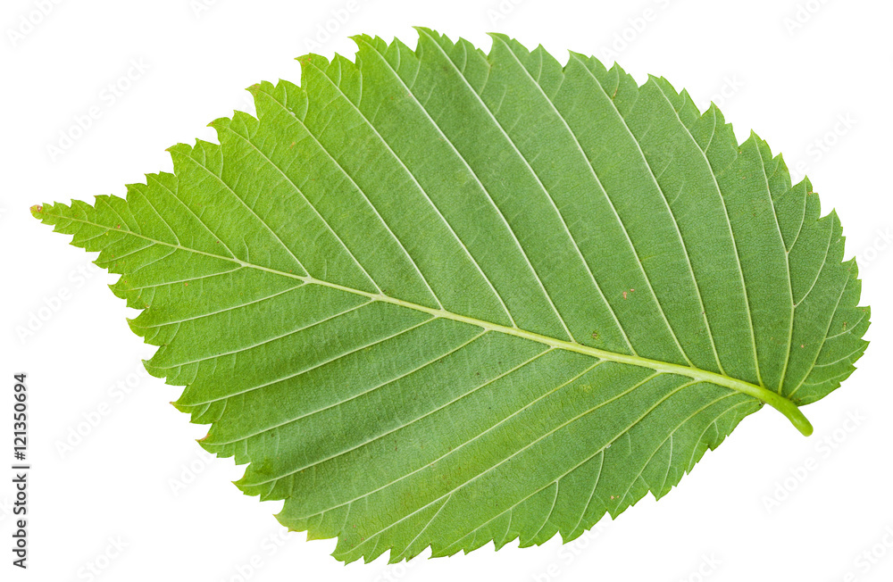 Fototapeta premium back side of fresh leaf of Elm tree isolated