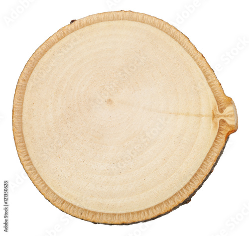 cross section of birch tree trunk isolated