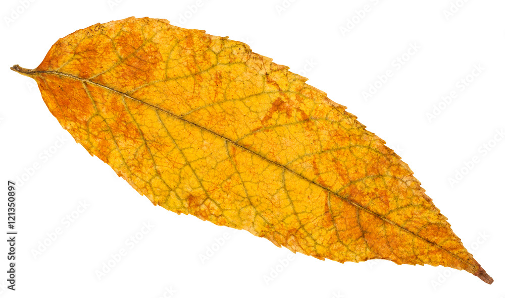 yellow and orange autumn leaf of ash tree isolated yellow and orange autumn leaf of ash tree isolated