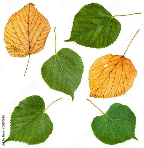set from green and yellow leaves of lime tree