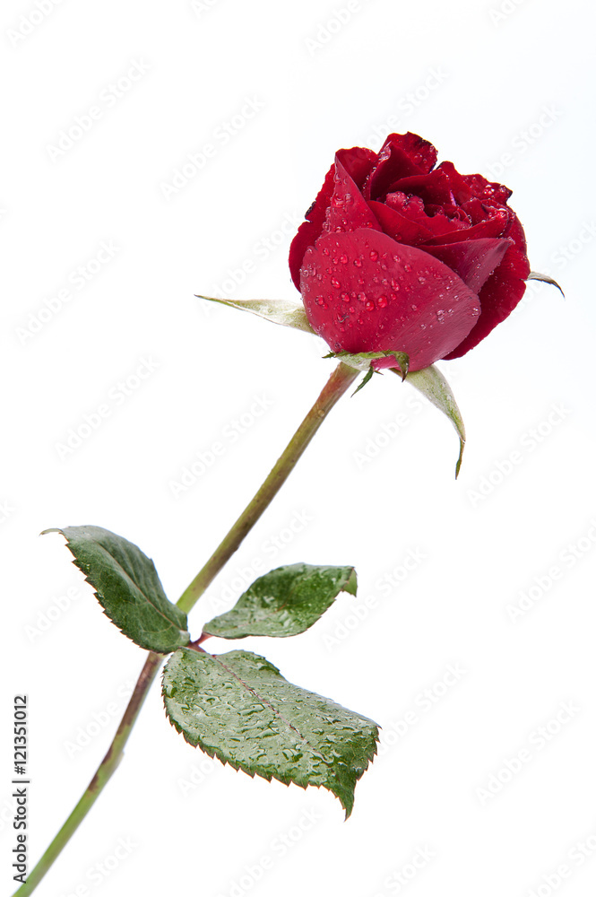 Fototapeta premium Red rose isolated on white background.
