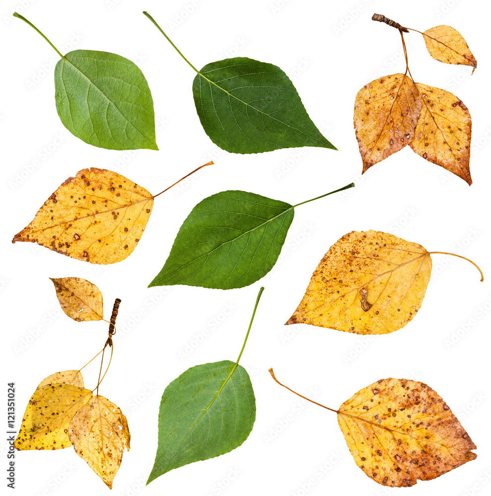 Naklejka premium zestaw z zielonych i żółtych jesiennych liści topoli