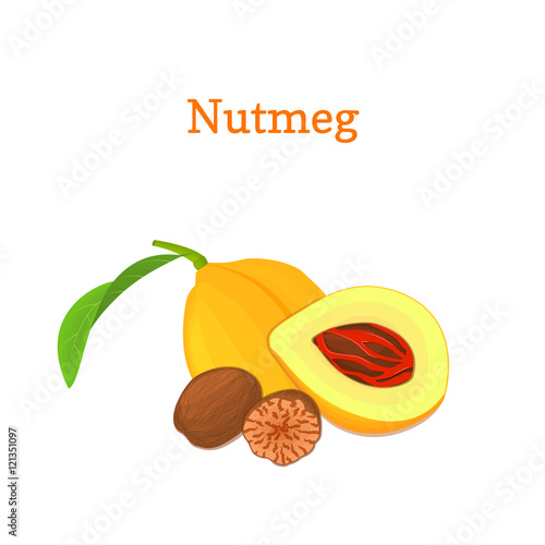 Nutmeg with leaves. Vector illustration of a handful of nutmeg spice nut isolated on white background it can be used as packaging design element, printing brochures on healthy and vegetarian diet