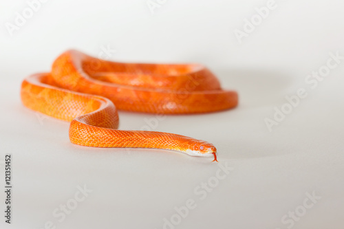 Hypo fire corn snake