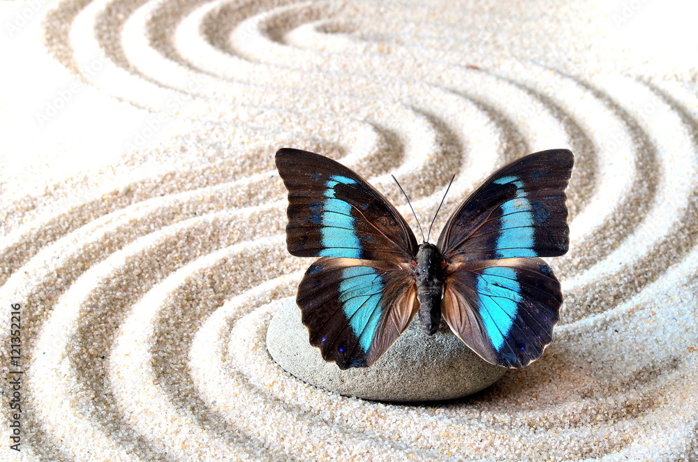 Fototapeta Motyl na piasku