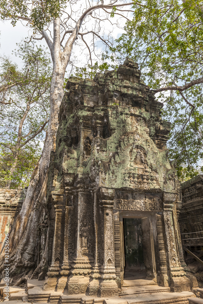 Ta Prohm temple in Angkor, Cambodia. Secular spunge tree roots over the temple