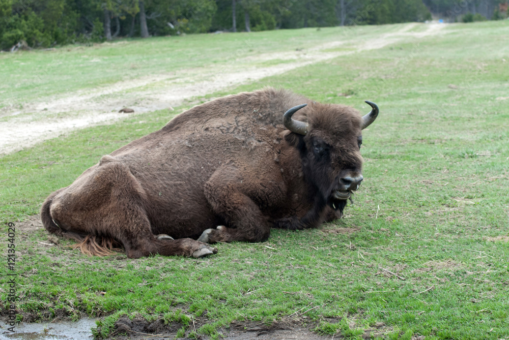 Bison d'Europe dans la plaine