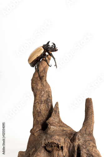 Fototapeta Naklejka Na Ścianę i Meble -  Five-horned Rhinoceros Beetle