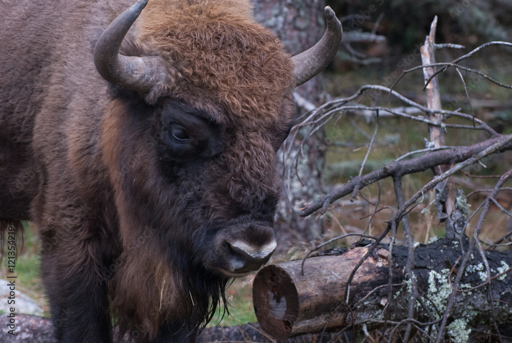 Fototapeta premium Bison d'Europe en forêt