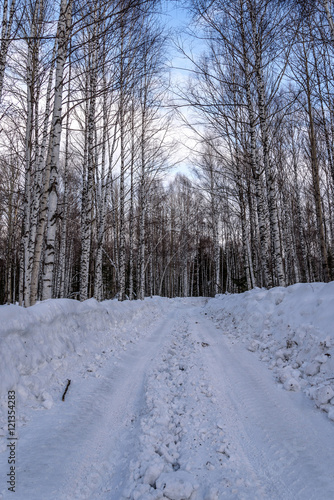 birch winter road forest snow © Iri_sha