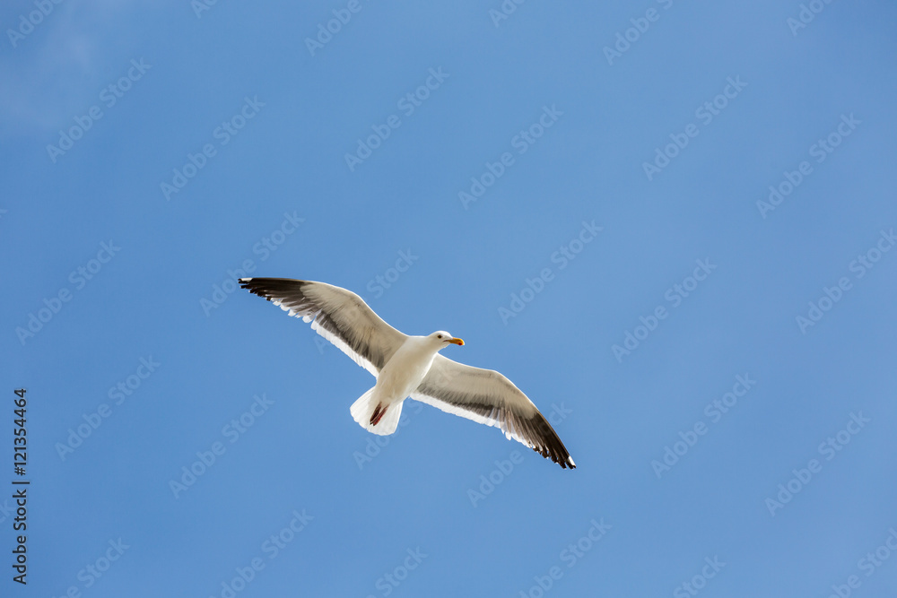 flying seagull 2 flying seagull 2