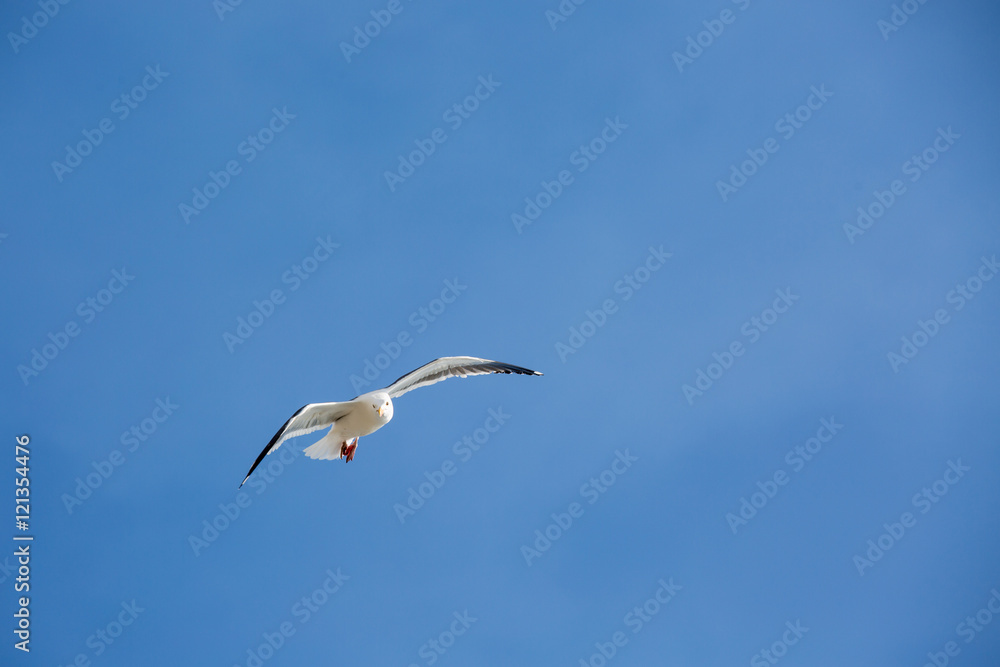 Obraz premium flying seagull