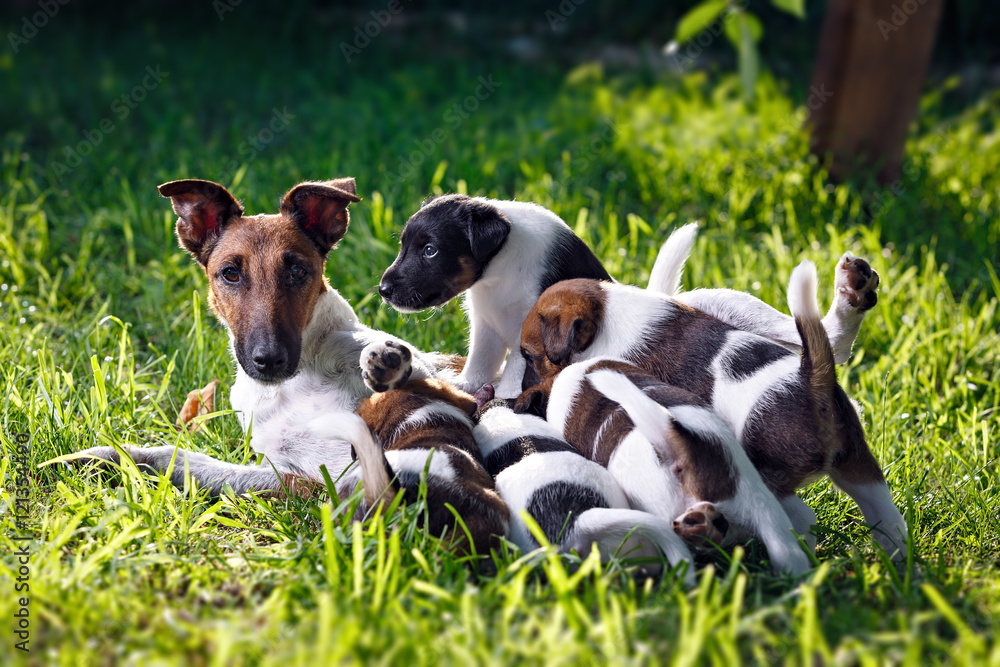 A purebred smooth-haired fox terrier, feeds her pups. The family