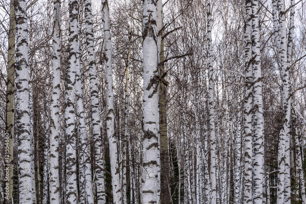 Obraz premium trunks birch forest snow trees