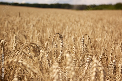 Wheat field