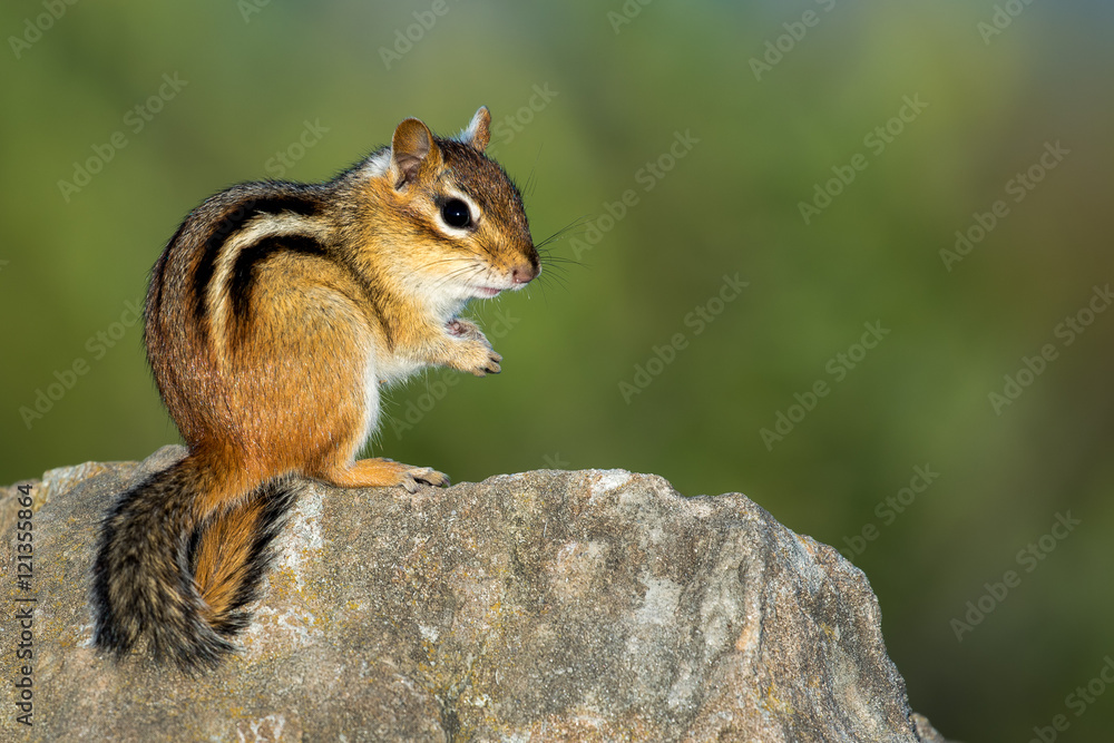 Eastern Chipmunk - Tamias striatus, sitting on hind legs on a rock, making eye contact. Bokeh of vegetation in the background. Eastern Chipmunk - Tamias striatus, sitting on hind legs on a rock, making eye contact. Bokeh of vegetation in the background.
