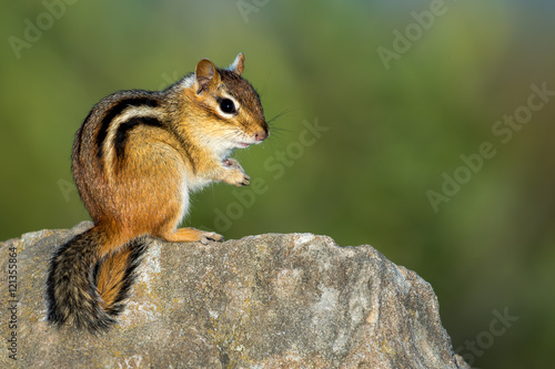 Eastern Chipmunk - Tamias striatus, sitting on hind legs on a rock, making eye contact.  Bokeh of vegetation in the background.
