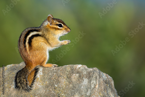 Eastern Chipmunk - Tamias striatus, sitting hind legs on a rock.  Gesturing prayer. Bokeh of vegetation in the background.