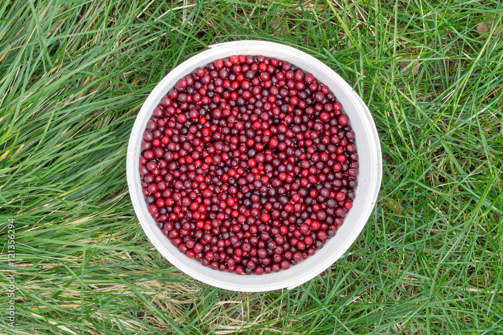 Red cowberry in a white bucket on a green grass Red cowberry in a white bucket on a green grass