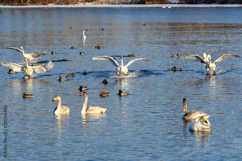swan lake fight winter birds fly