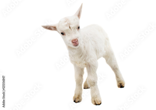 a white young goat