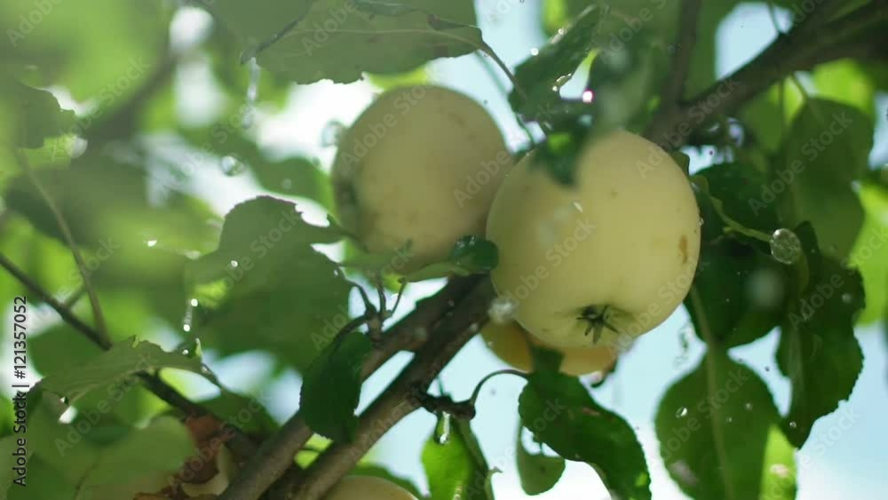 Two apples on a branch. Two ripe apples on a tree. Apple tree. Green apple. Apple orchard. The fruit on the tree. Two apples on a branch. Two ripe apples on a tree. Apple tree. Green apple. Apple orchard. The fruit on the tree.