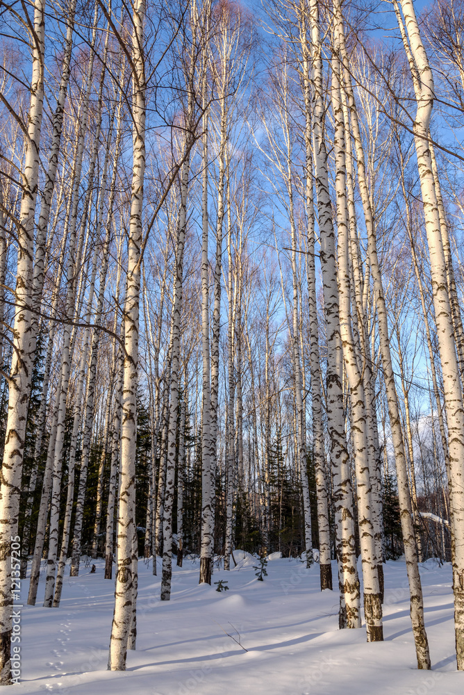 birch winter forest snow birch winter forest snow