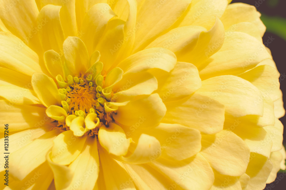 Yellow Chrysanthemum Floral In Central Garden Of Bangkok Yellow Chrysanthemum Floral In Central Garden Of Bangkok