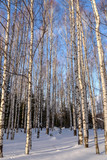 birch winter forest snow