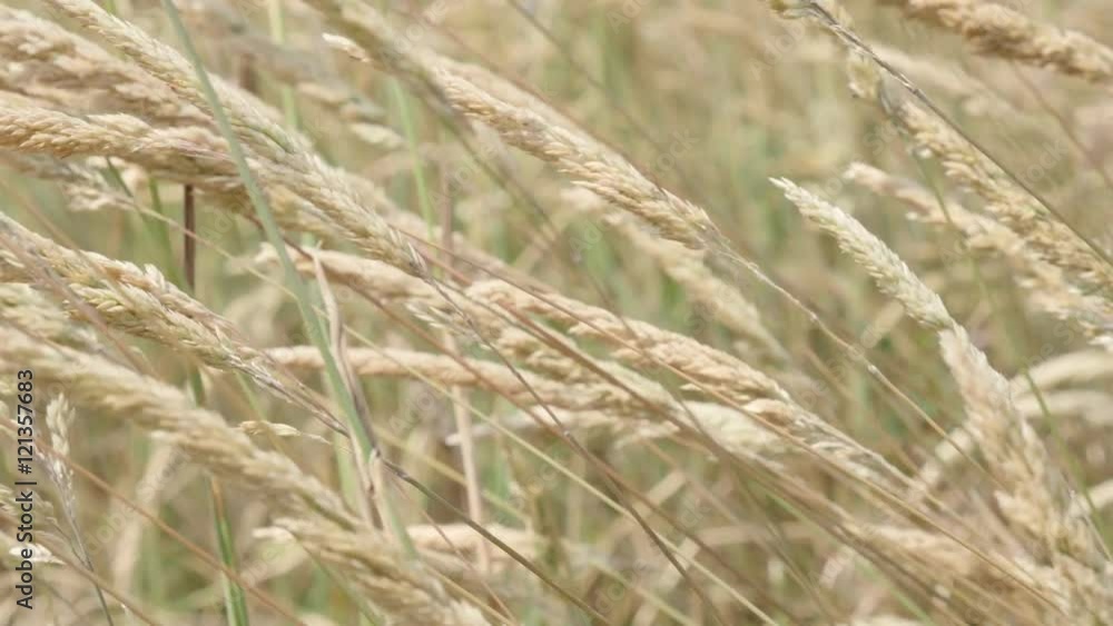 Beautiful nature feather like grass in the field swinging on windy day 4K 2160p UHD footage - Close-up dry field of decorative plants waving 3840X2160 UltraHD video Beautiful nature feather like grass in the field swinging on windy day 4K 2160p UHD footage - Close-up dry field of decorative plants waving 3840X2160 UltraHD video