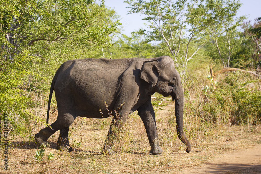 Fototapeta premium sri lanka safari