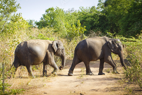 sri lanka safari