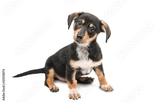 Fototapeta Naklejka Na Ścianę i Meble -  young dachshund