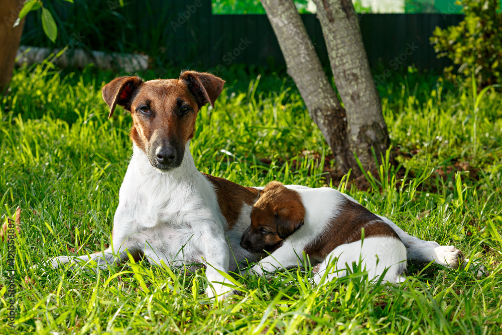 Purebred puppy smooth-haired fox terrier, drinking mother's milk Purebred puppy smooth-haired fox terrier, drinking mother's milk