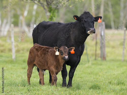 Black Angus Cow and calves