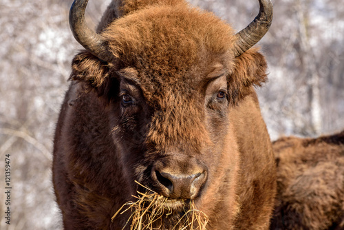 bison wild mammal portrait hay