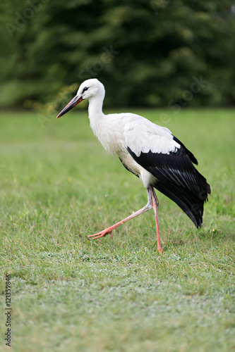 single stork walking