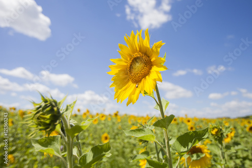 blooming sunflowers field
